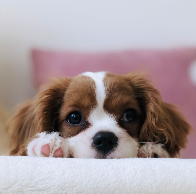 Puppy School