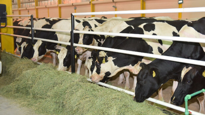 Qatar airlifts in cows after Arab embargo cuts milk supplies