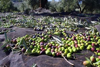 Spanish olive trade under scrutiny by Trump