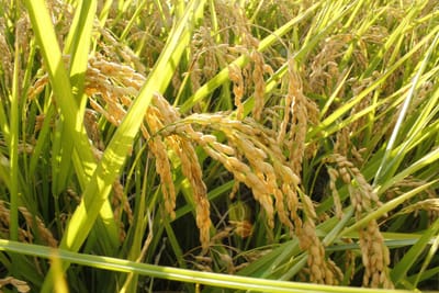 China will import American rice for the first time