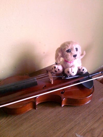 Kolejny piesek wełniany