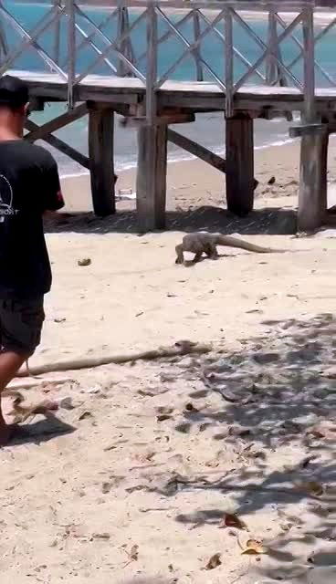Mr Komodo Dragon