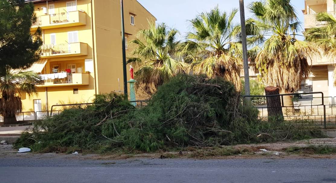 Il comitato spontaneo villa Ambrosini dice no al taglio dei pini di piazza Lando Conti