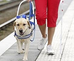 כלבי השירות