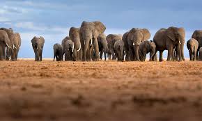 Words on Africa