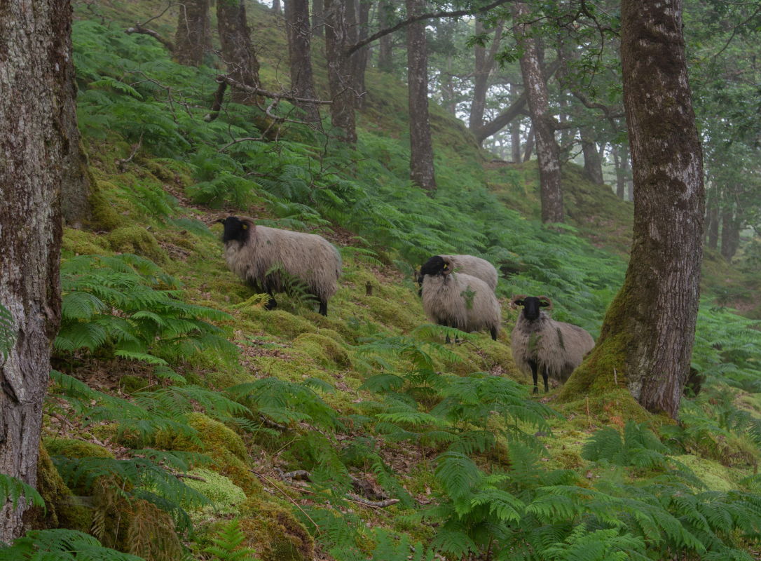 Erriff Wood