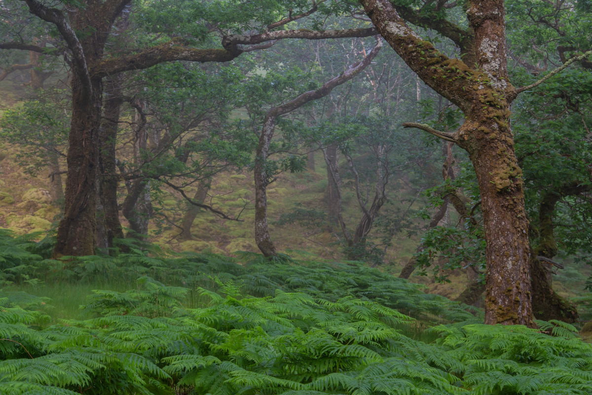 Erriff Wood