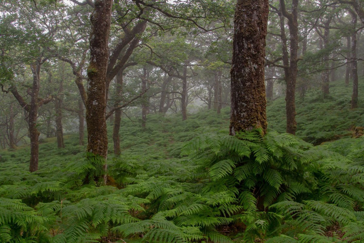 Erriff Wood