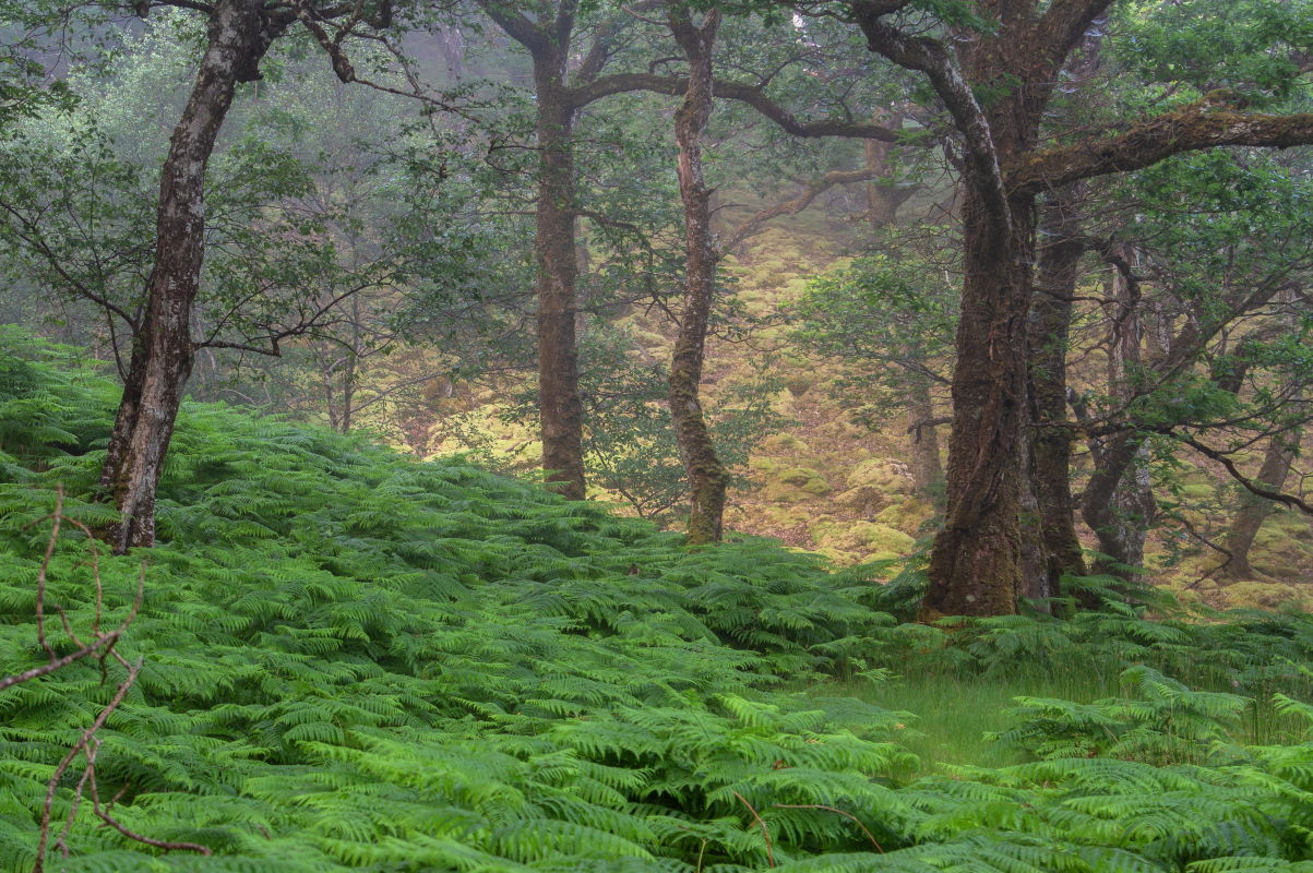 Erriff Wood