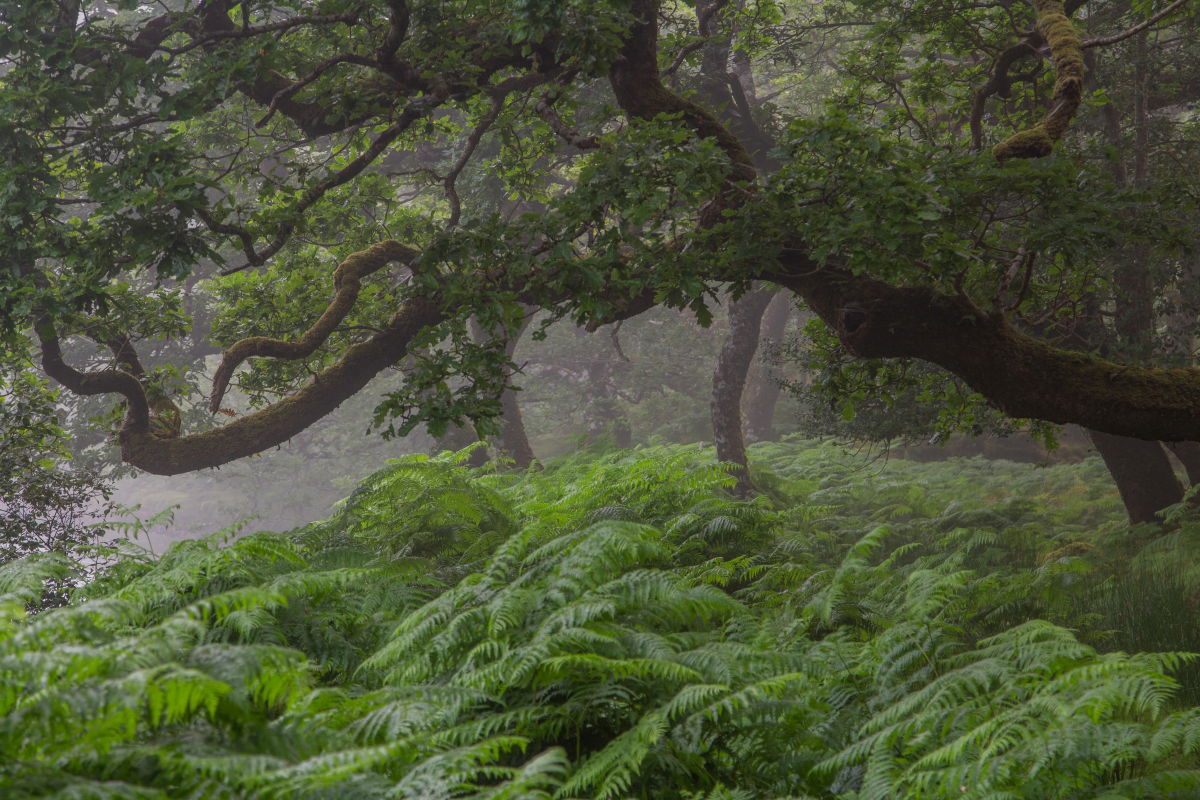 Erriff Wood