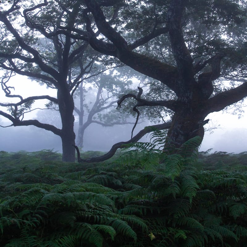 Erriff Wood: A Photographic Gem.  🌳🌳