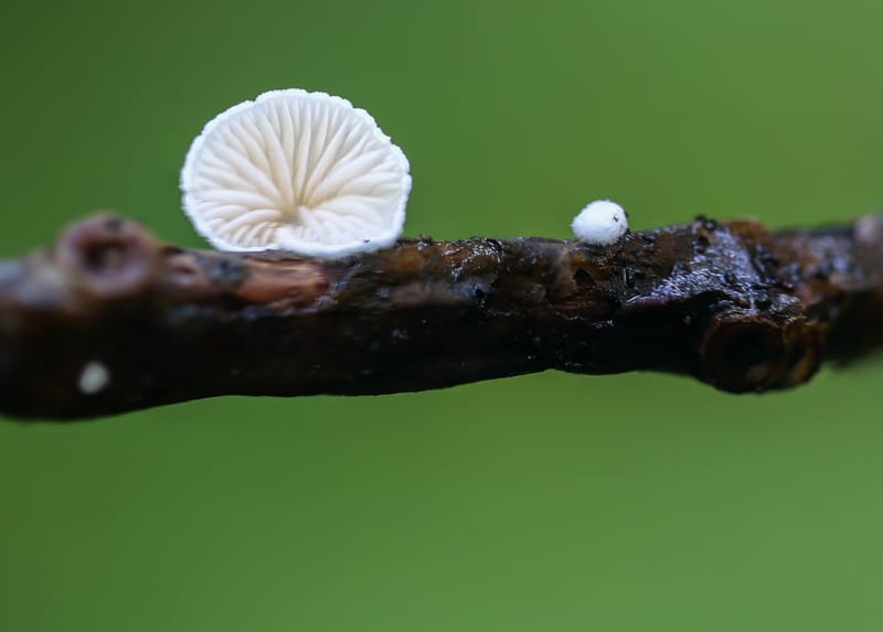 The weird and wonderful world of Fungi photography 🍄