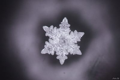 Krisztina NemETH e Masaru Emoto image