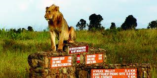 Masai Mara Camping