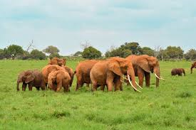 Nairobi National Park Game drive