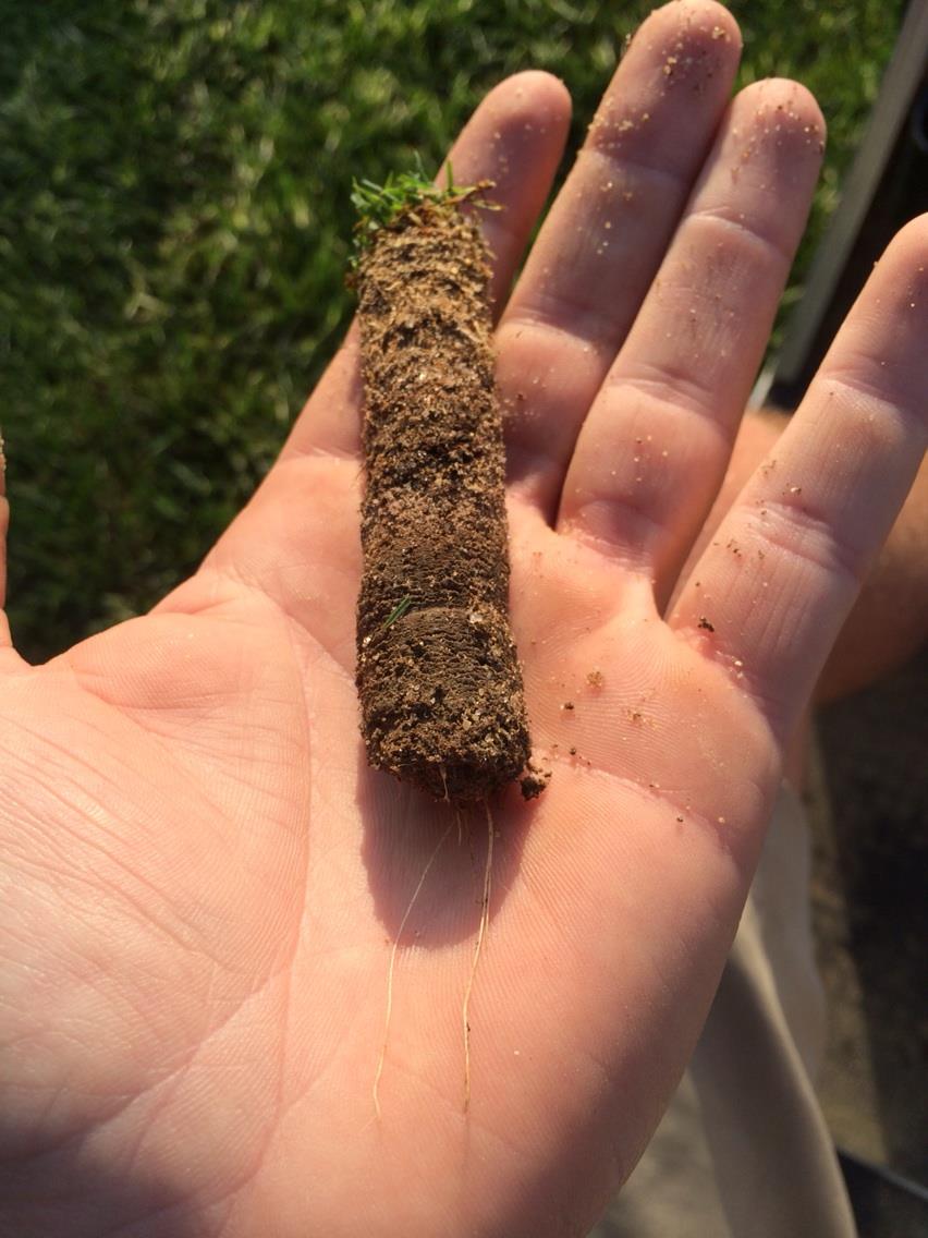 A delicate balance of removing and diluting organic matter and thatch which:
