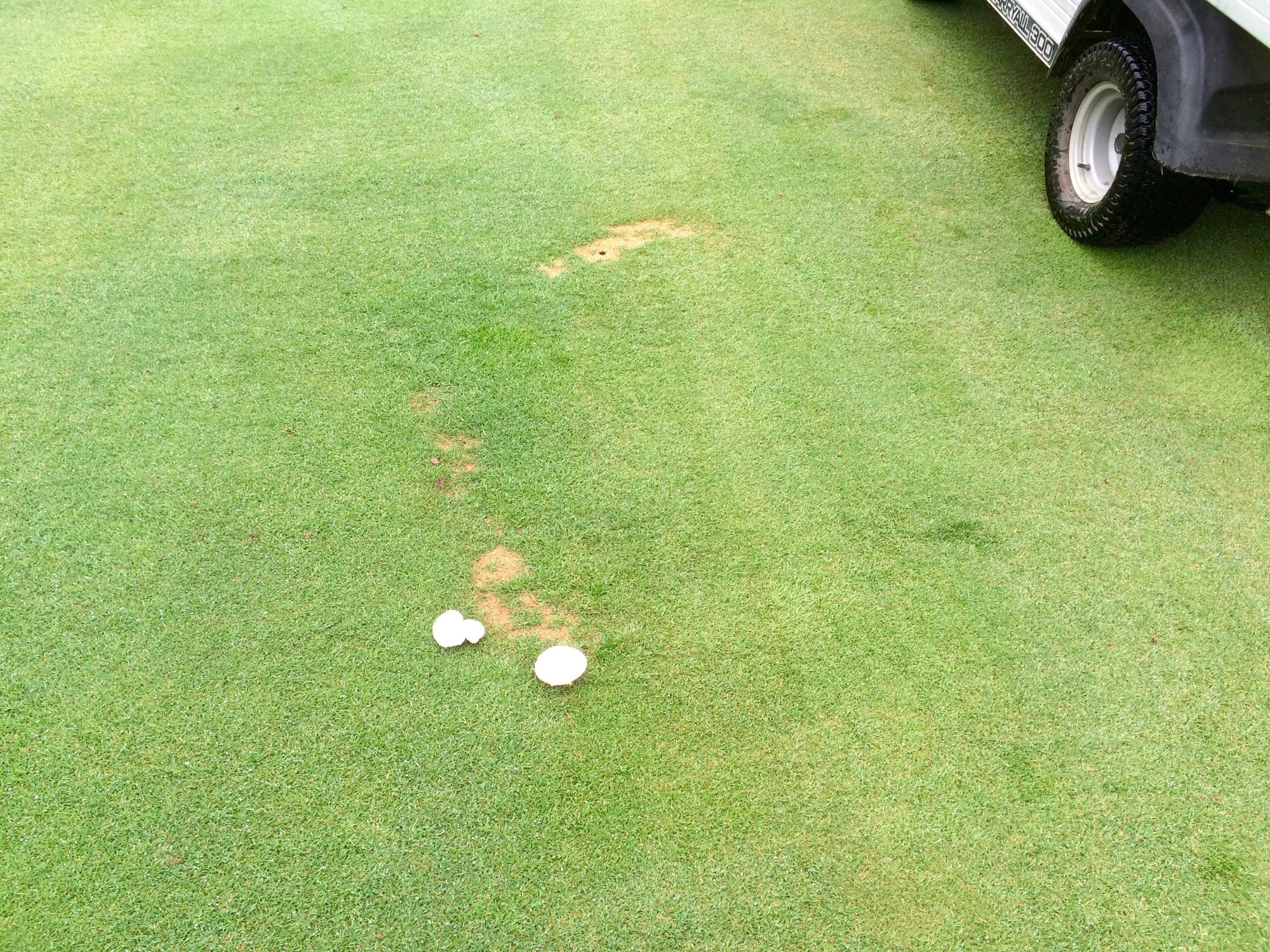 Fairway Ring Toadstools on Bentgrass Fairway