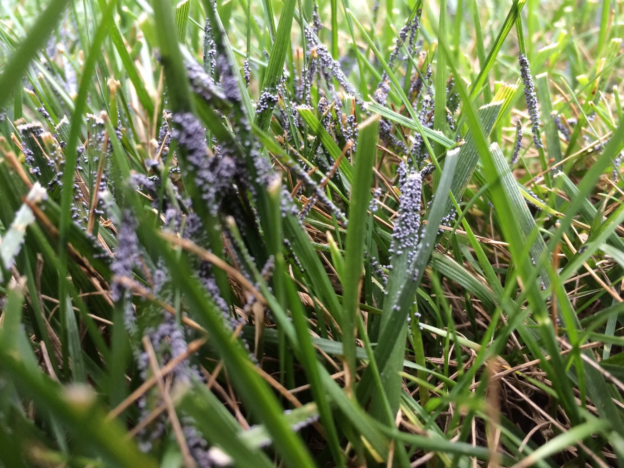 Slime Mold on Mixed Stand Rough