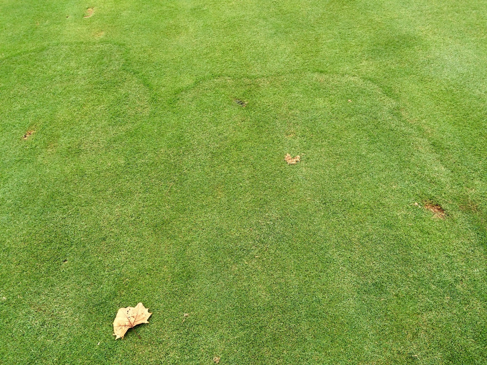 Fairy Ring to Bentgrass Fairway