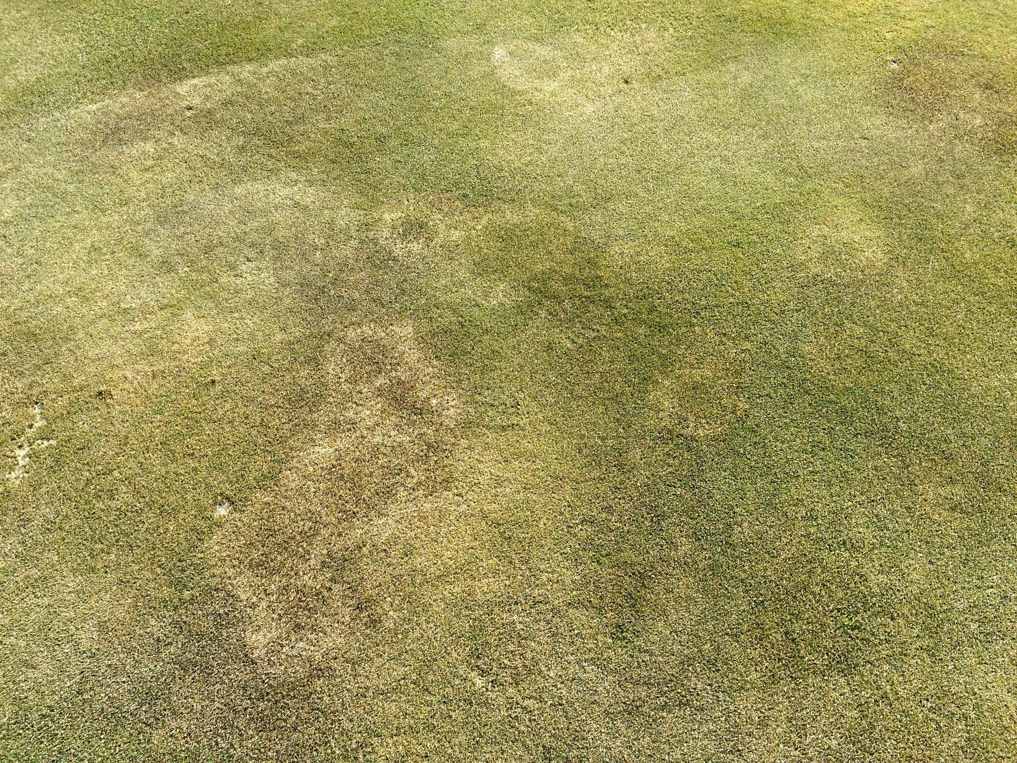 Cool Season Brown Patch on Bentgrass