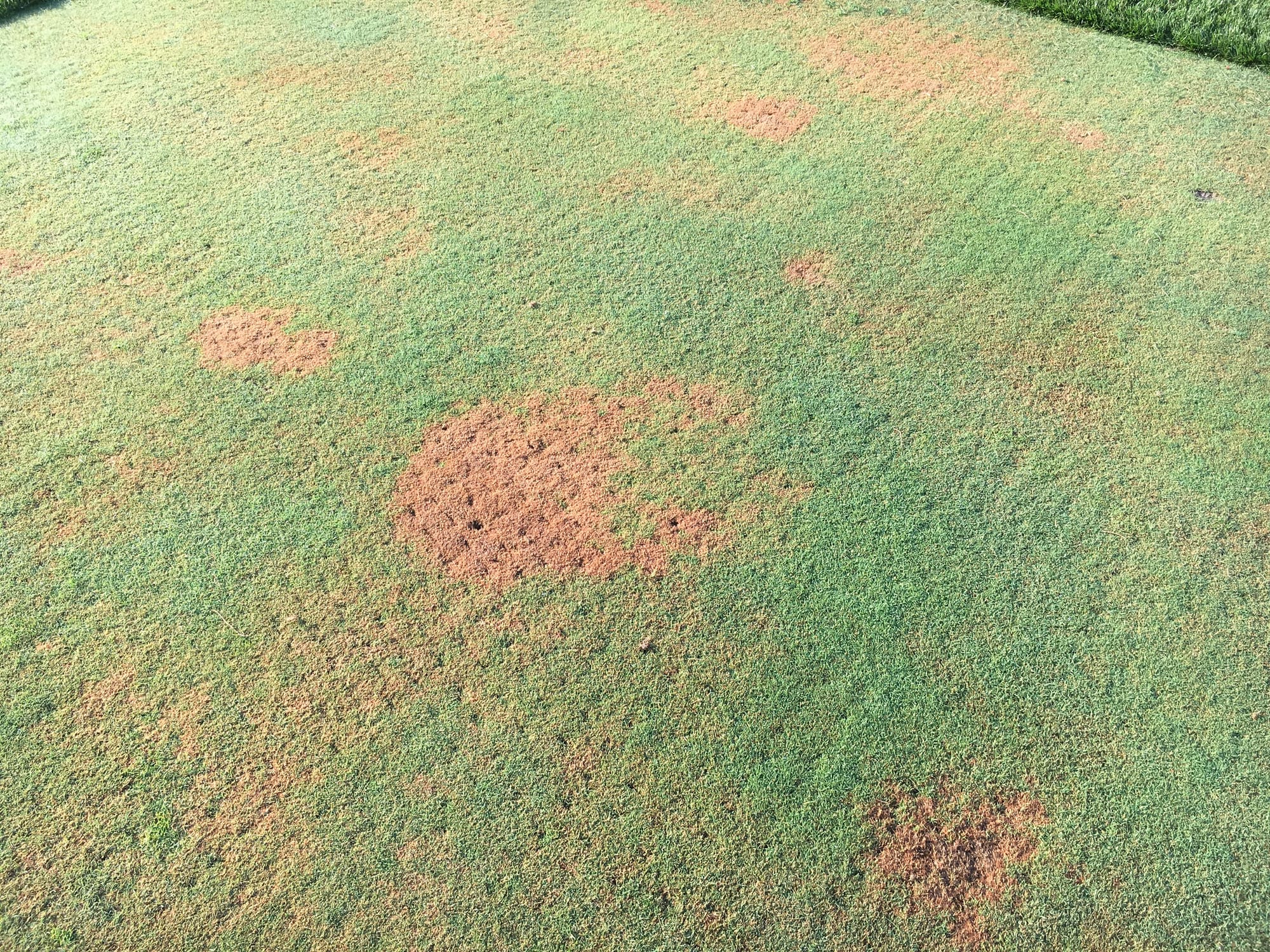 Physiological Stress Caused by High Nematode Densities