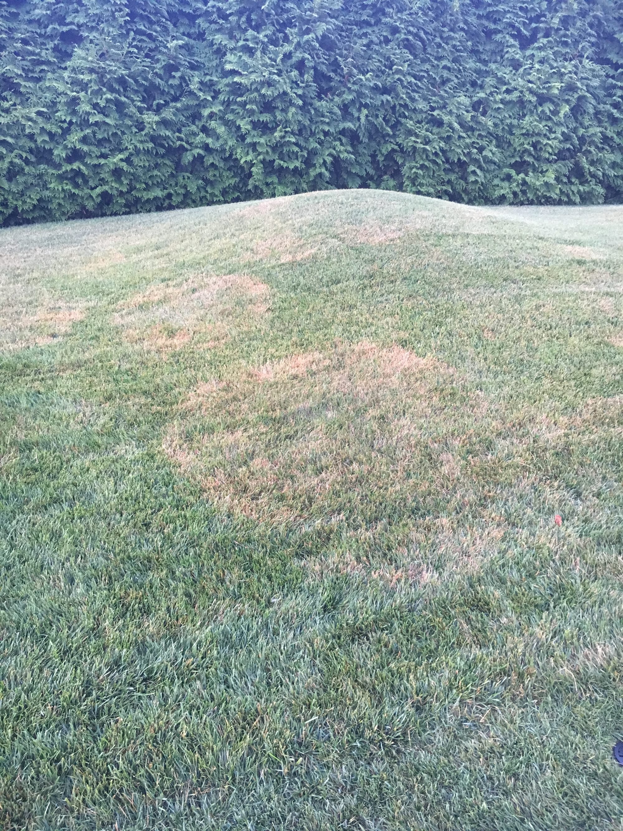 Brown Patch on Tall Fescue