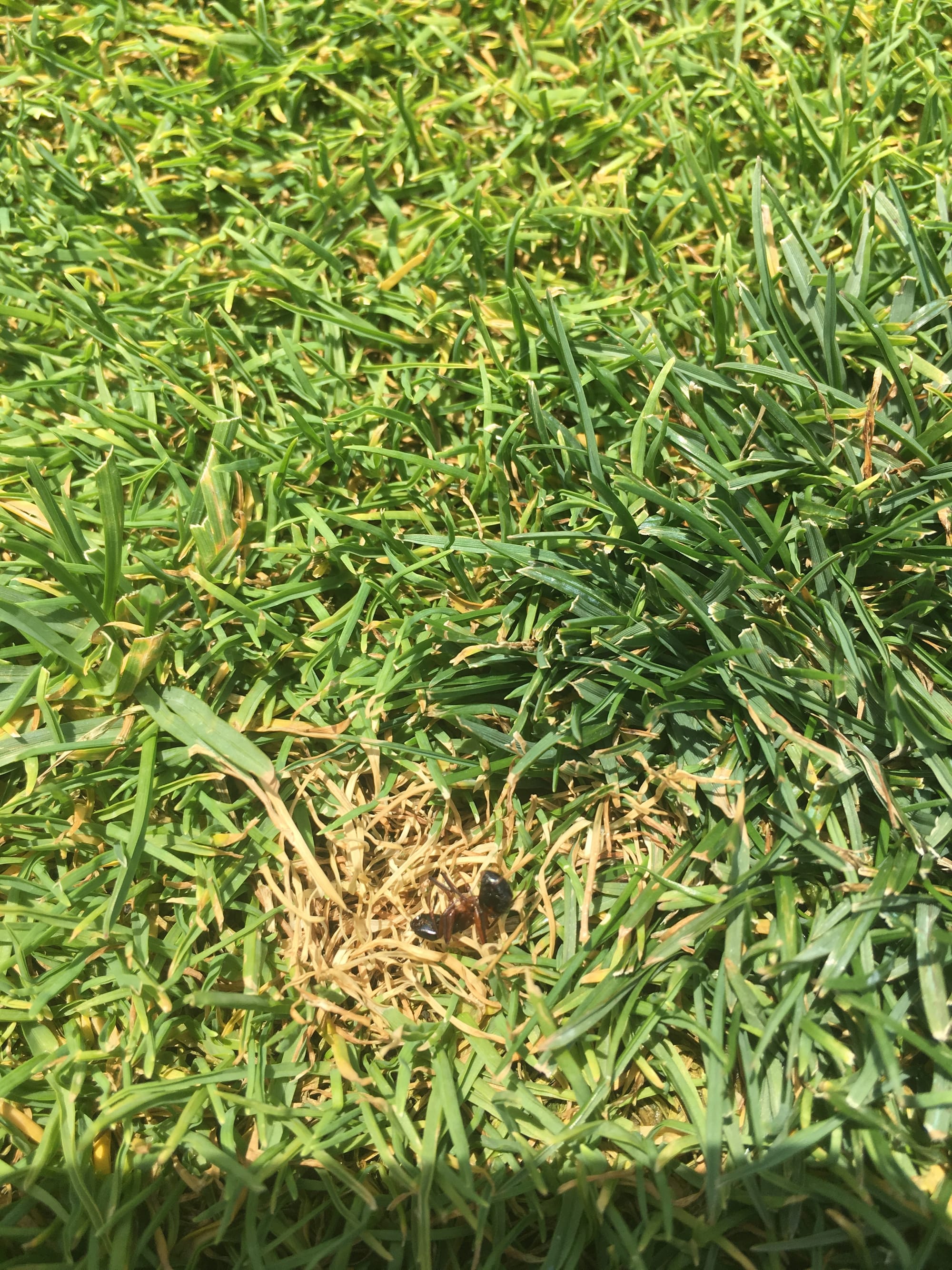 Summer Formic Acid Damage from Carpenter Ants