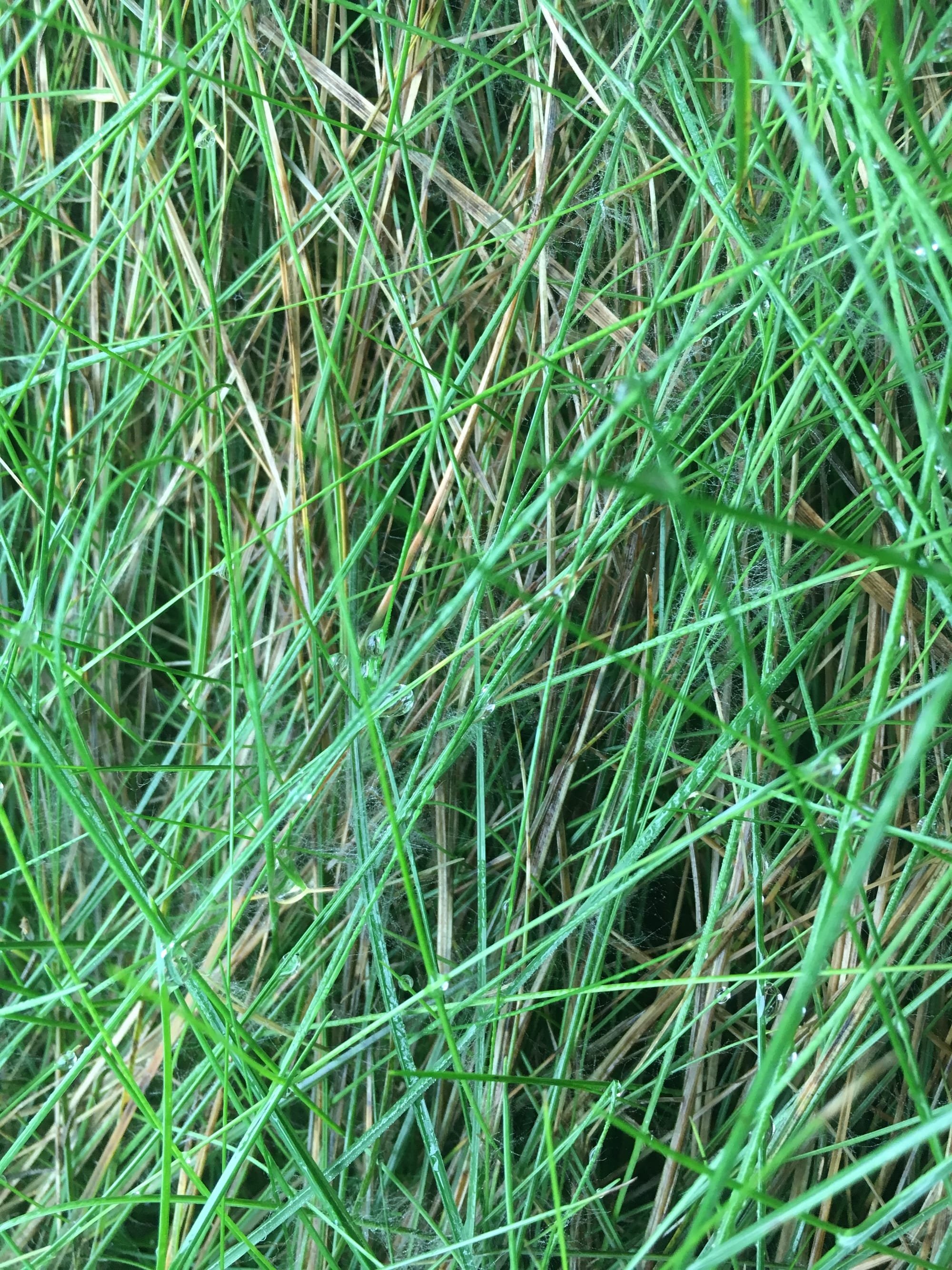 Dollar Spot on Fine Fescue
