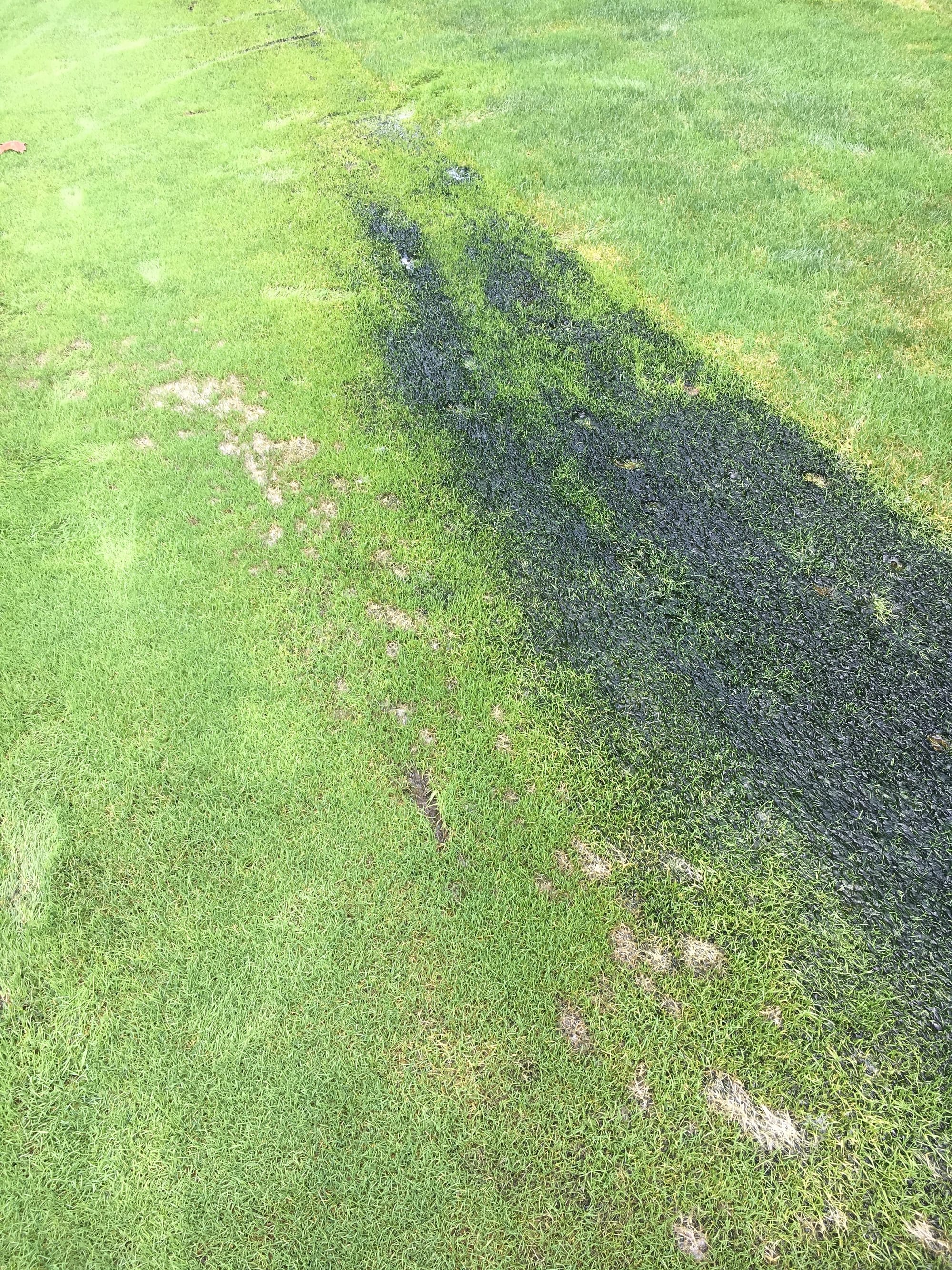 Pythium Blight and Black Algae