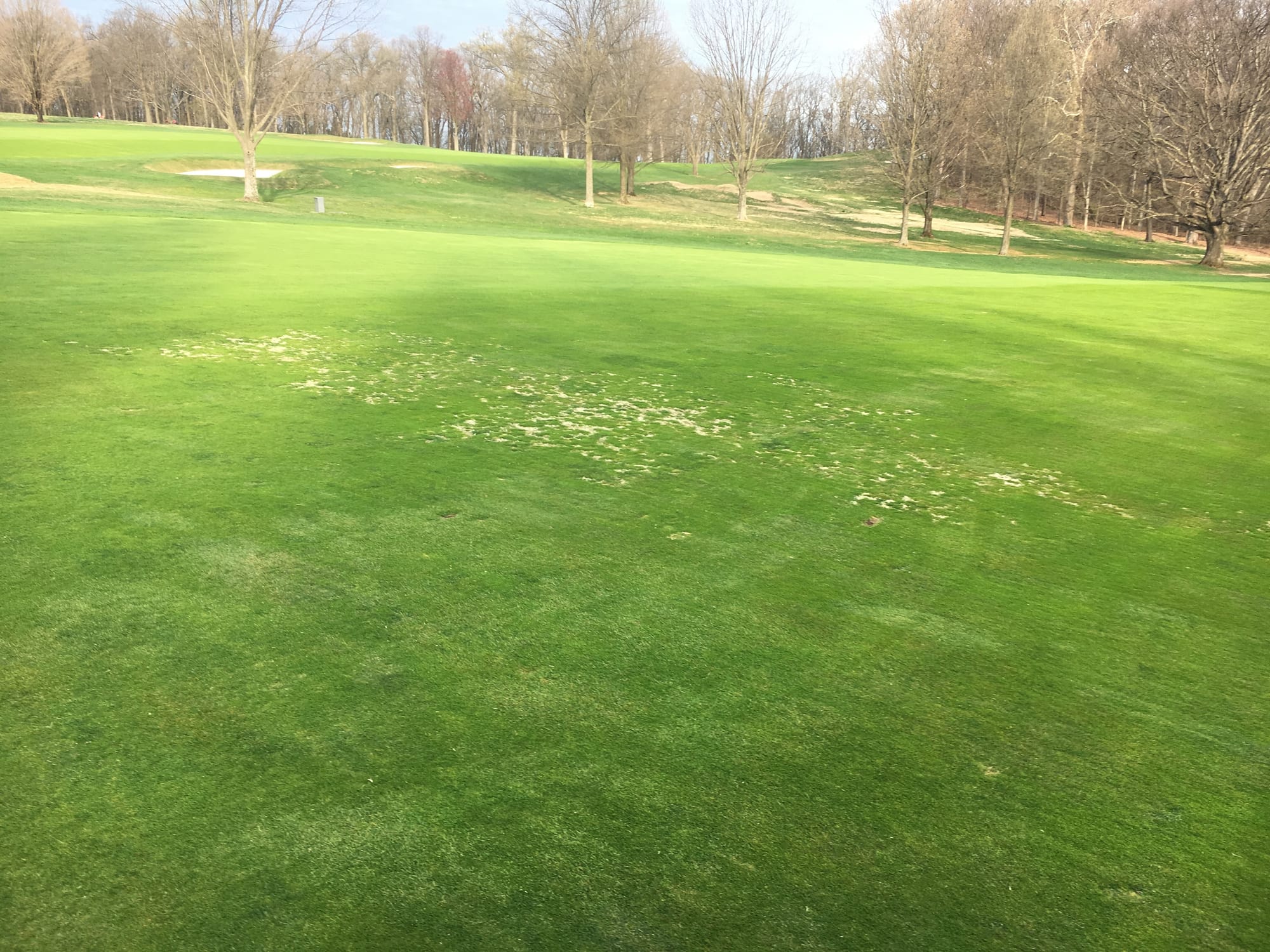 Dormant Bermudagrass