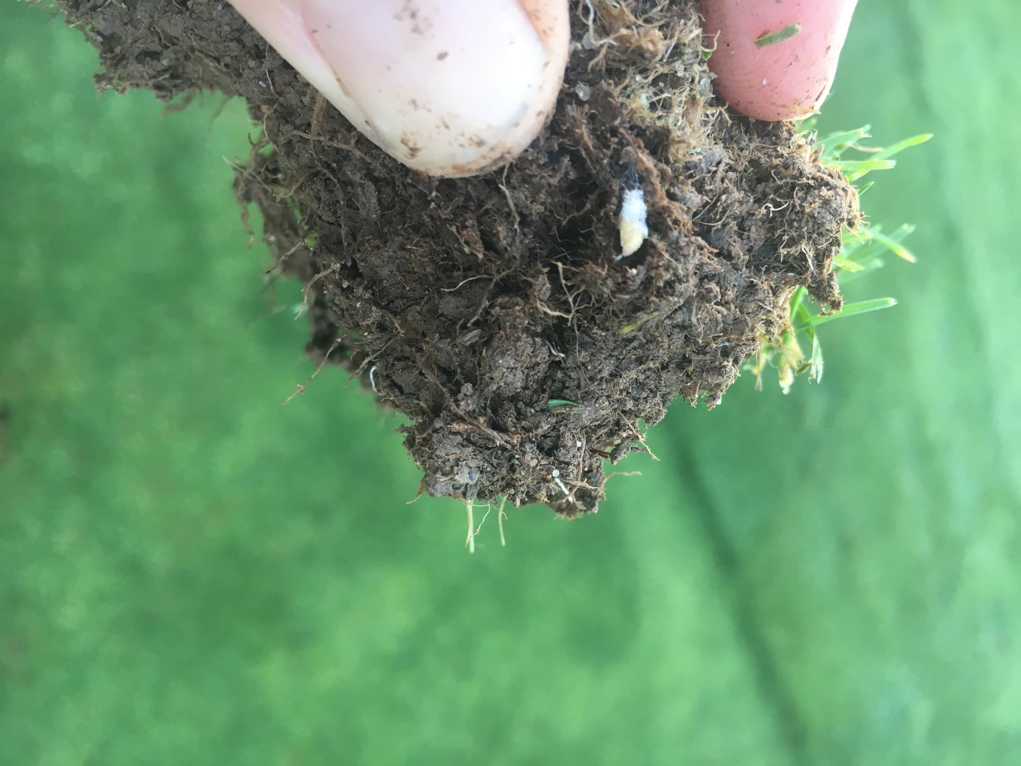 Annual Bluegrass Weevil Pupae
