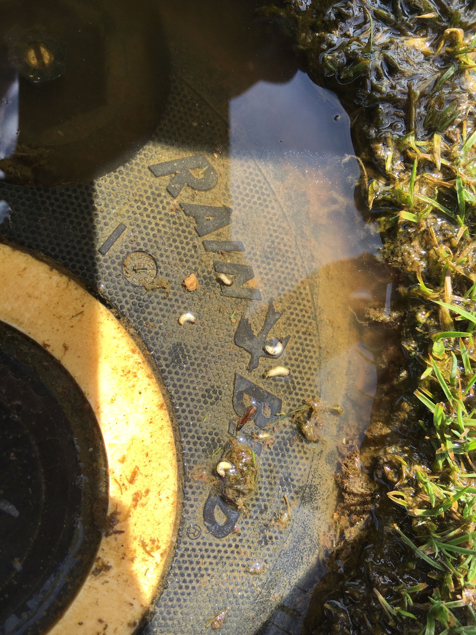 Annual Bluegrass Weevil Larvae