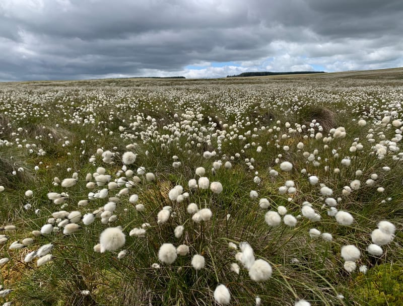 Data Allowances Increased Again