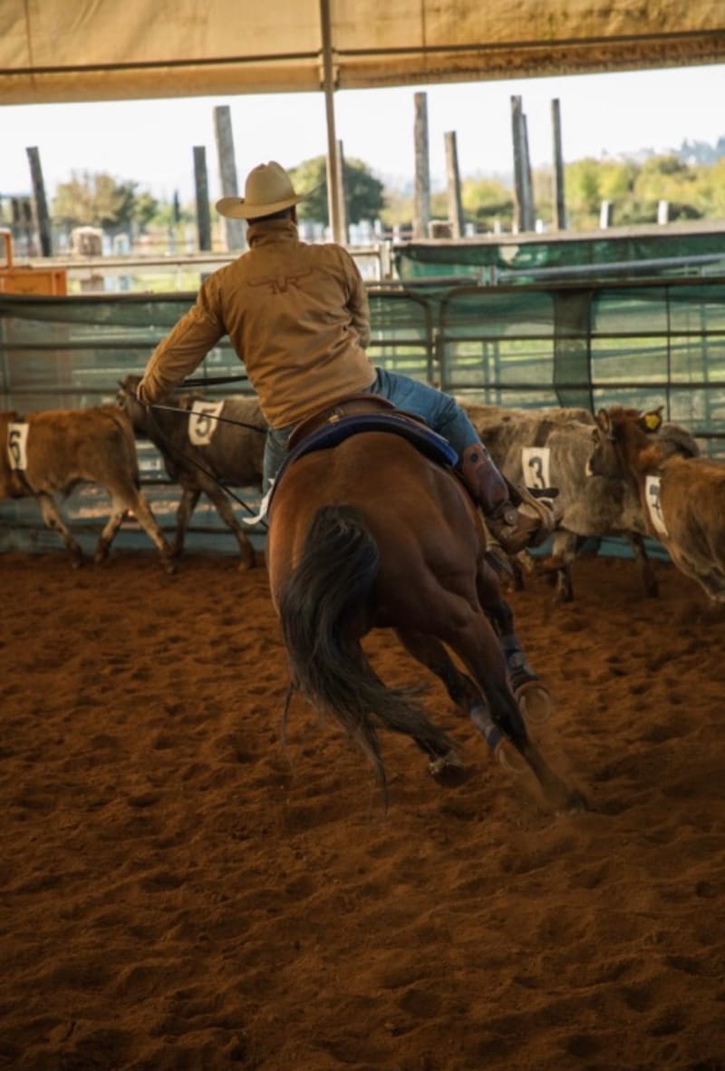 Lezioni Ranch Sorting