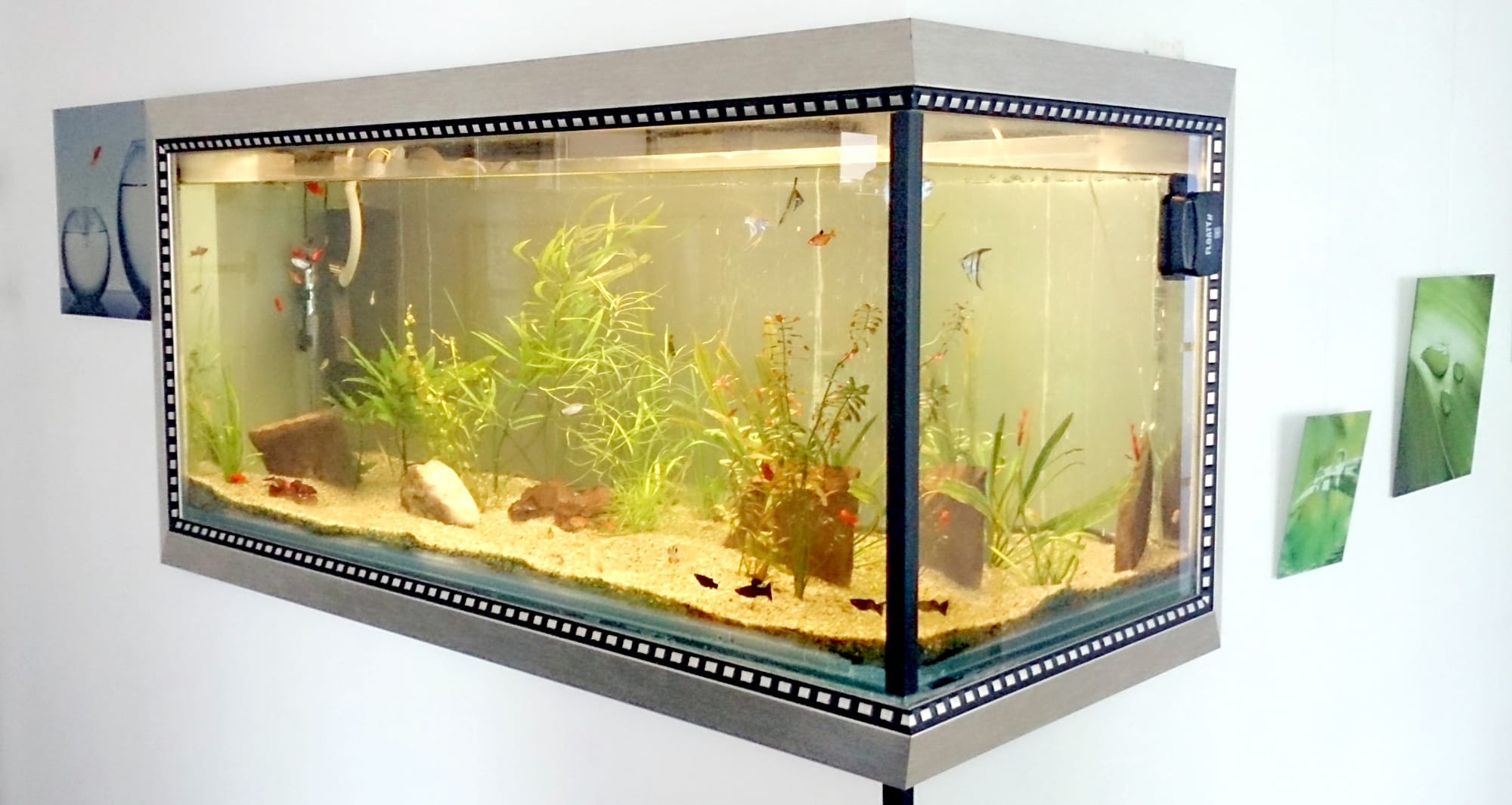 Terariu XXL - transformarea unui acvariu in terariu cu plante suculente .