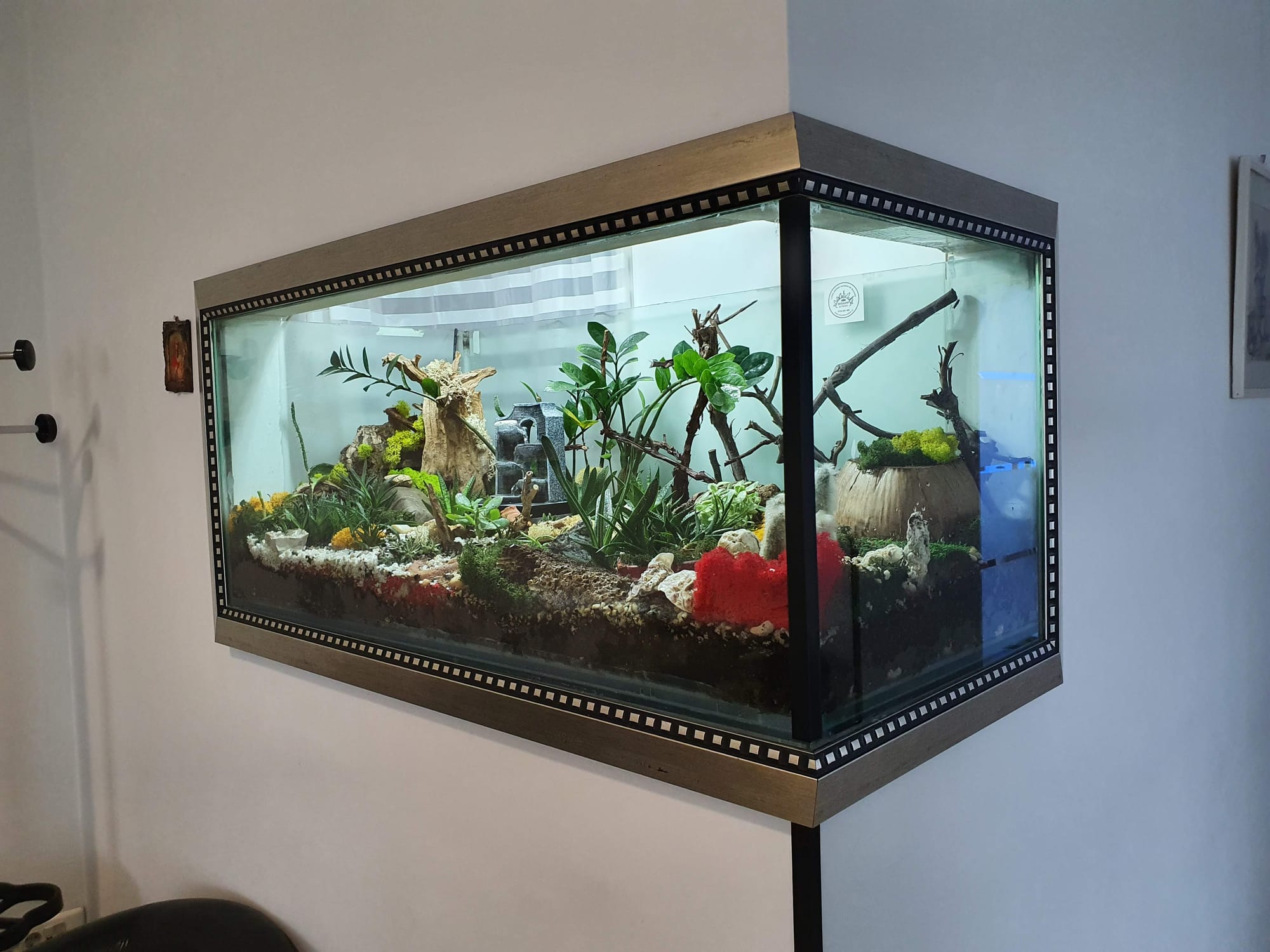 Terariu XXL - transformarea unui acvariu in terariu cu plante suculente .