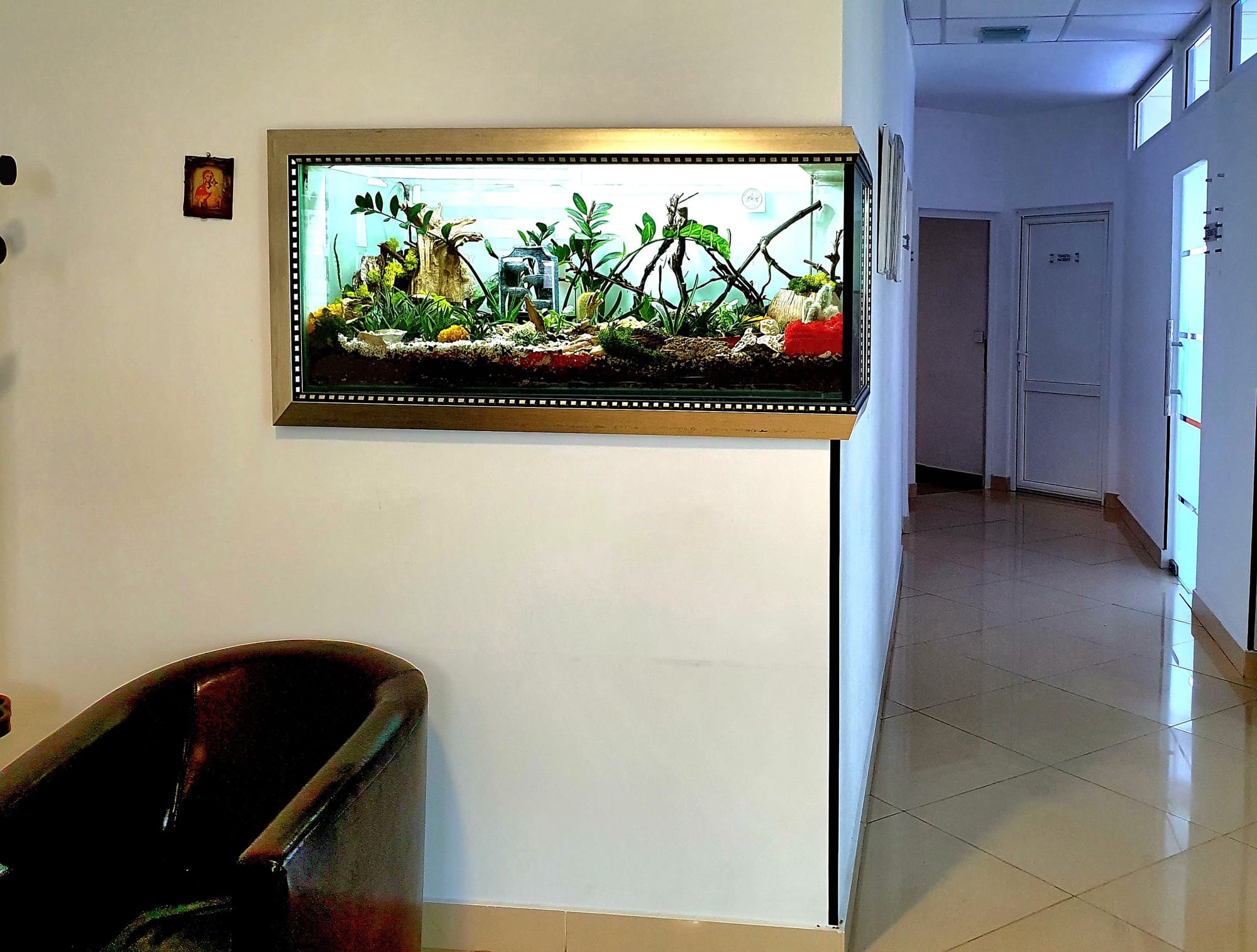 Terariu XXL - transformarea unui acvariu in terariu cu plante suculente .