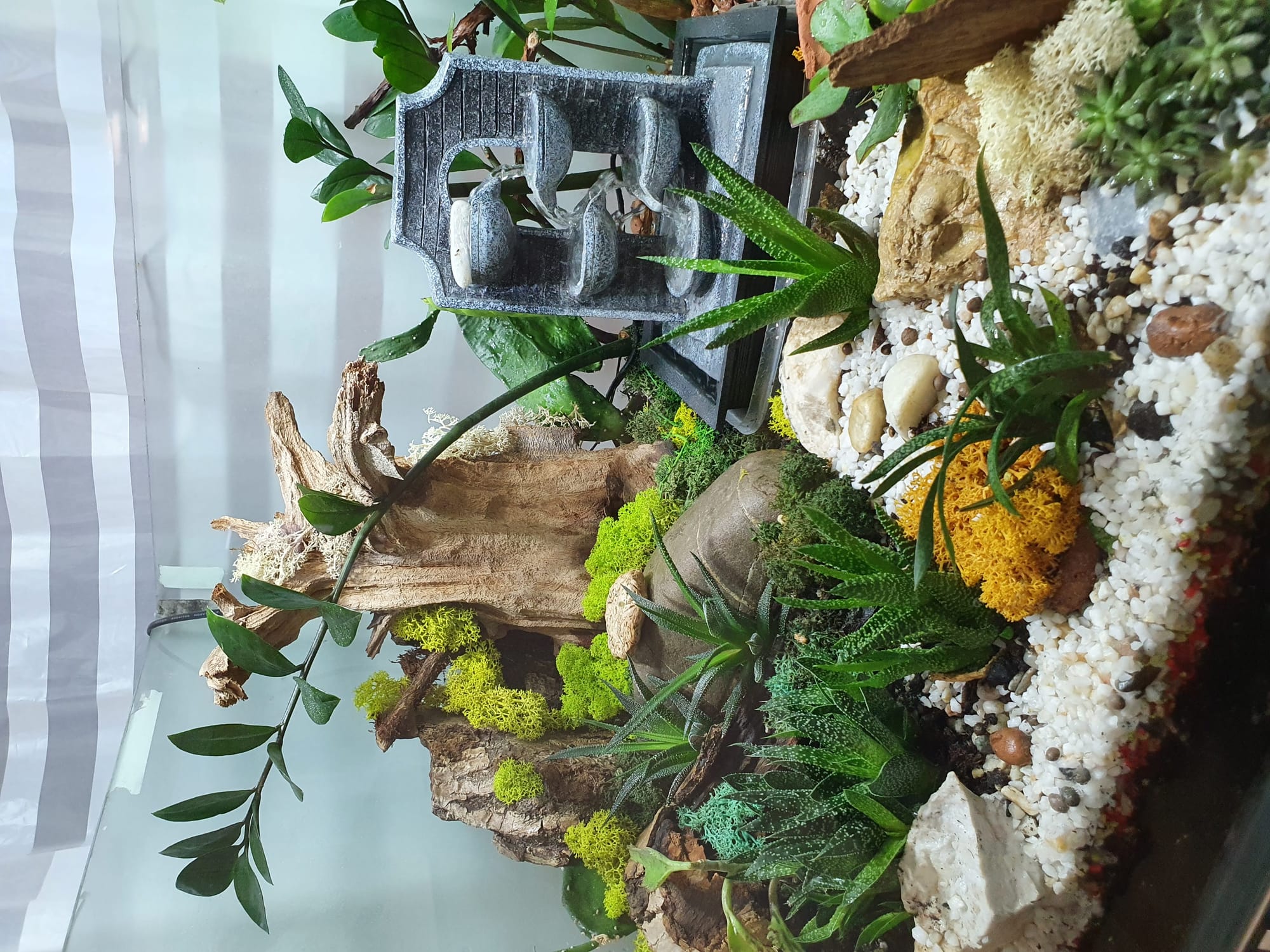 Terariu XXL - transformarea unui acvariu in terariu cu plante suculente .