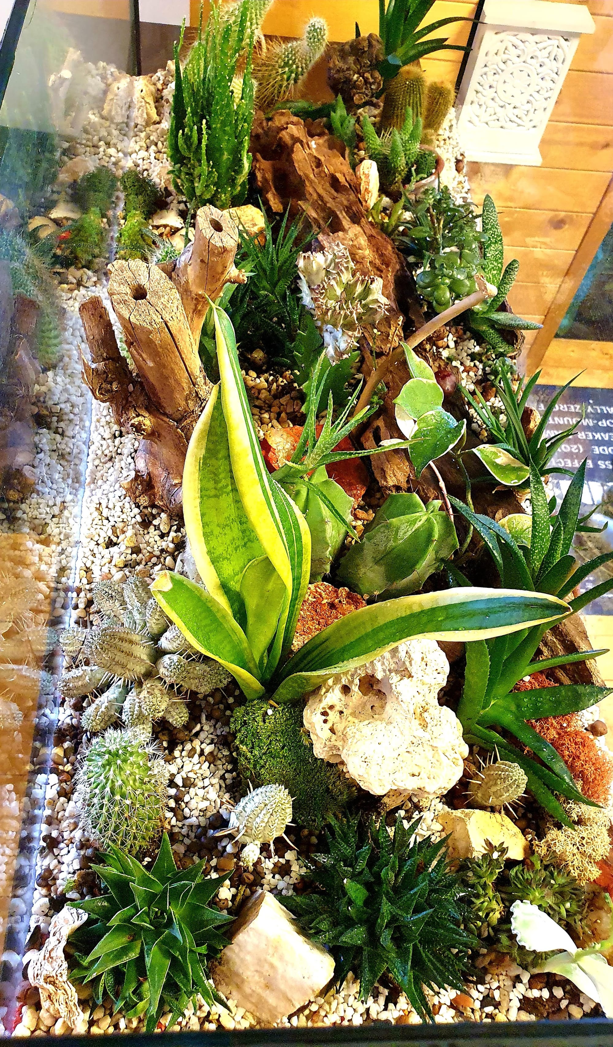 Terariu XXL - transformarea unui acvariu in terariu cu plante suculente .