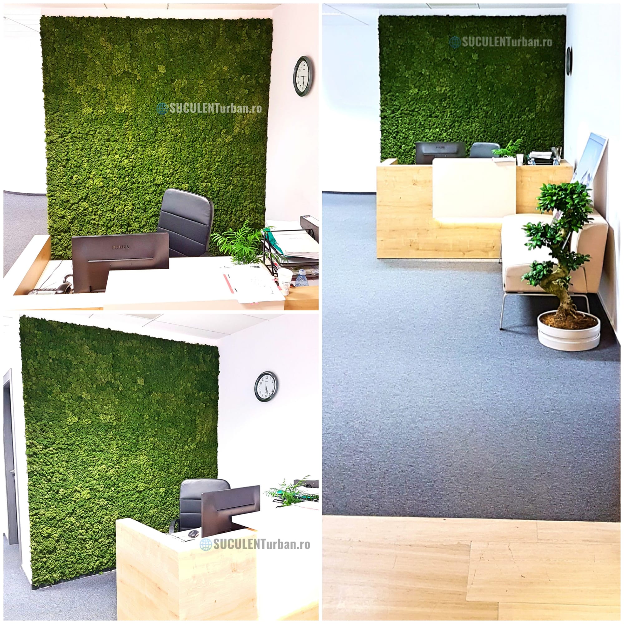 Design Vegetal Licheni