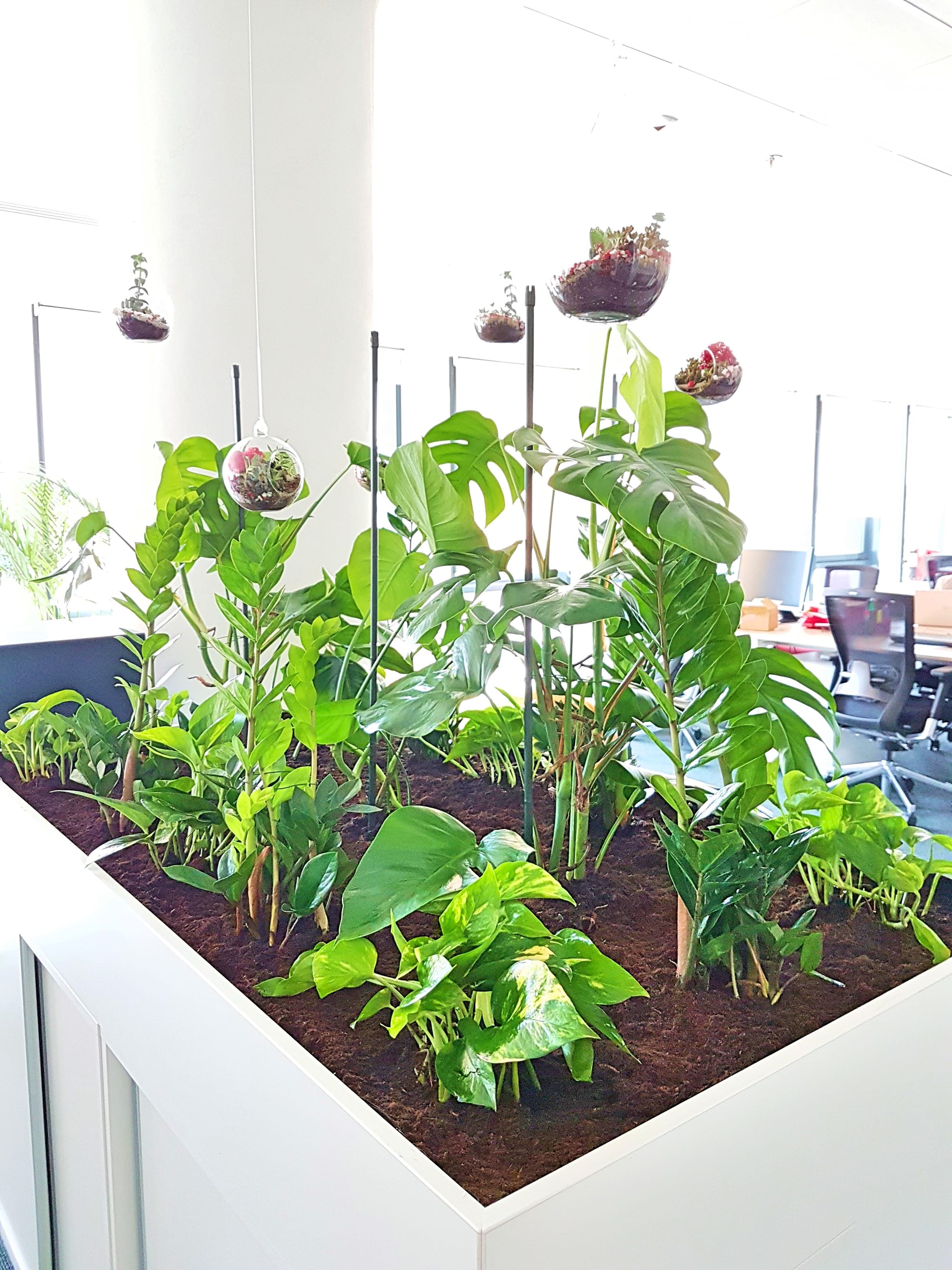 Design Vegetal Interior