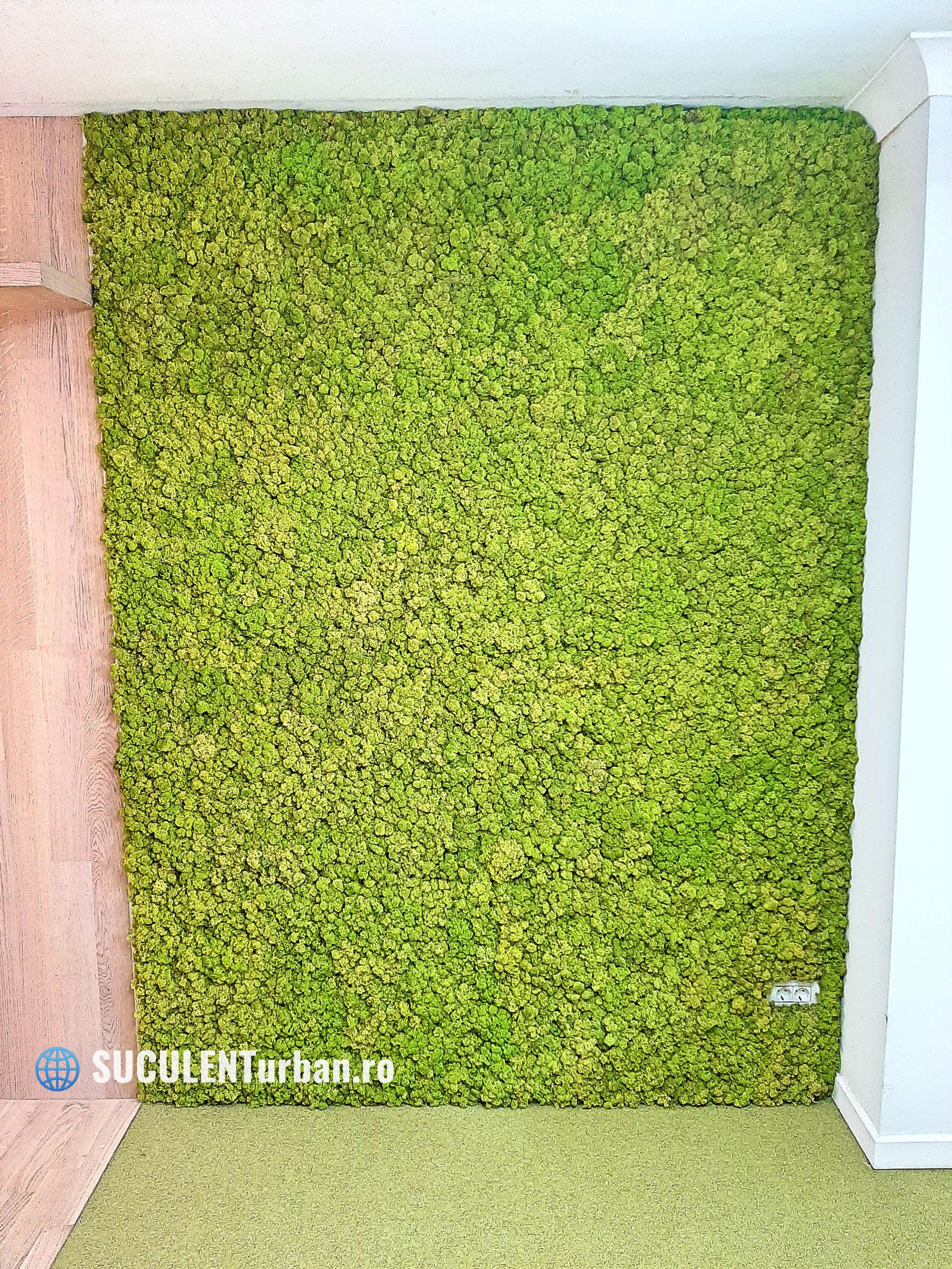 Panou vegetal 7mp realizat din licheni stabilizati verzi 