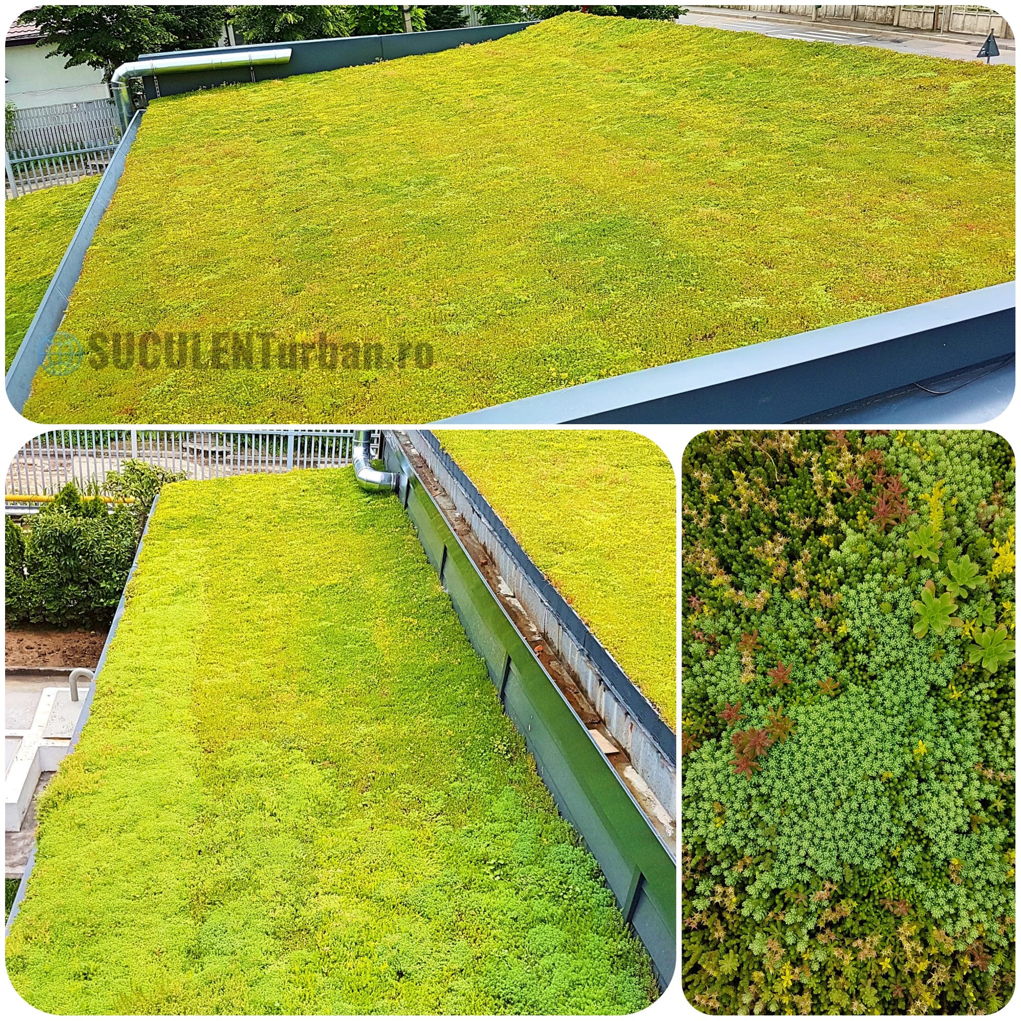 Terasa de peste 300mp acoperita cu covor vegetal din Sedum