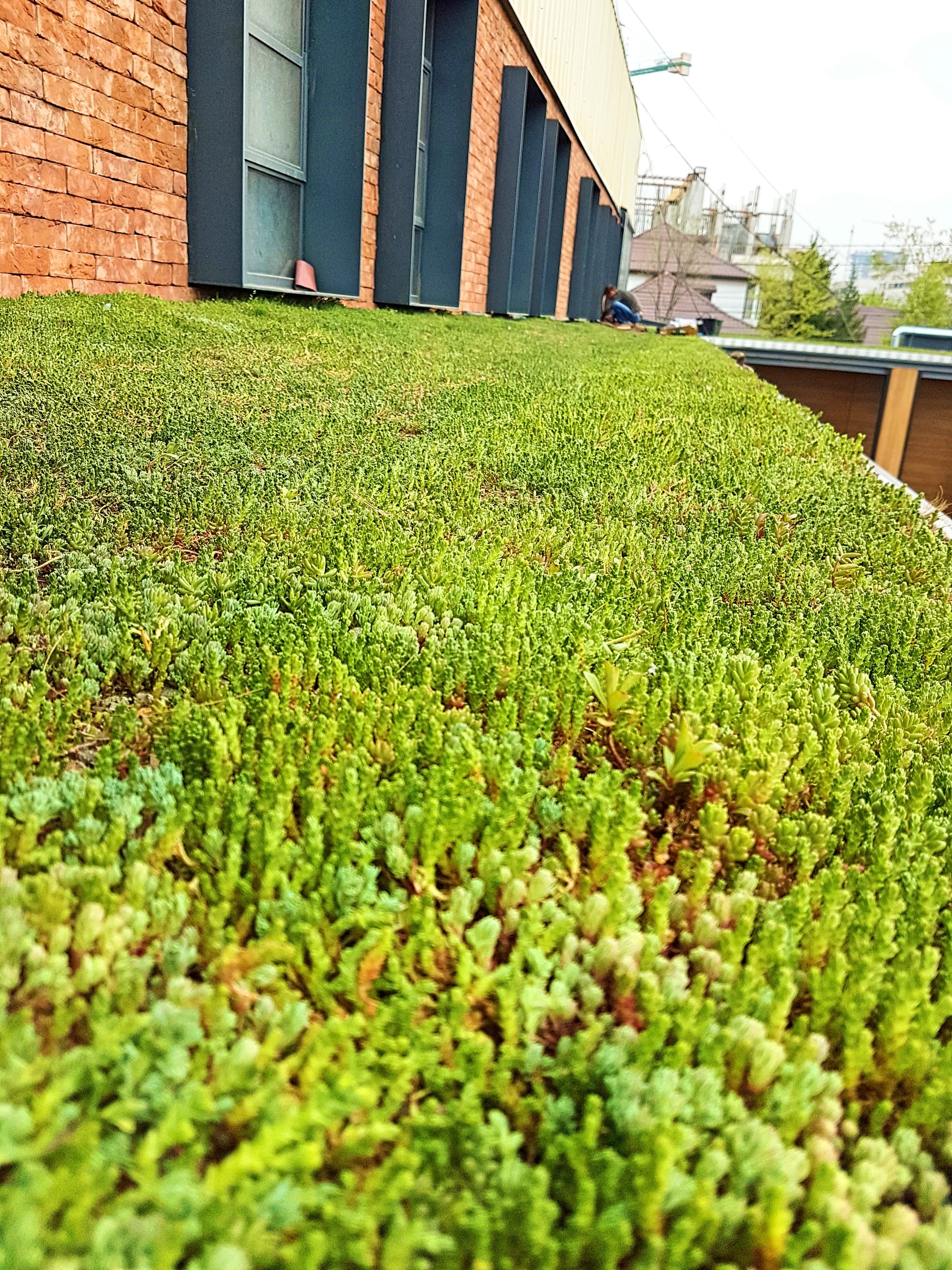 Terasa de peste 300mp acoperita cu covor vegetal din Sedum