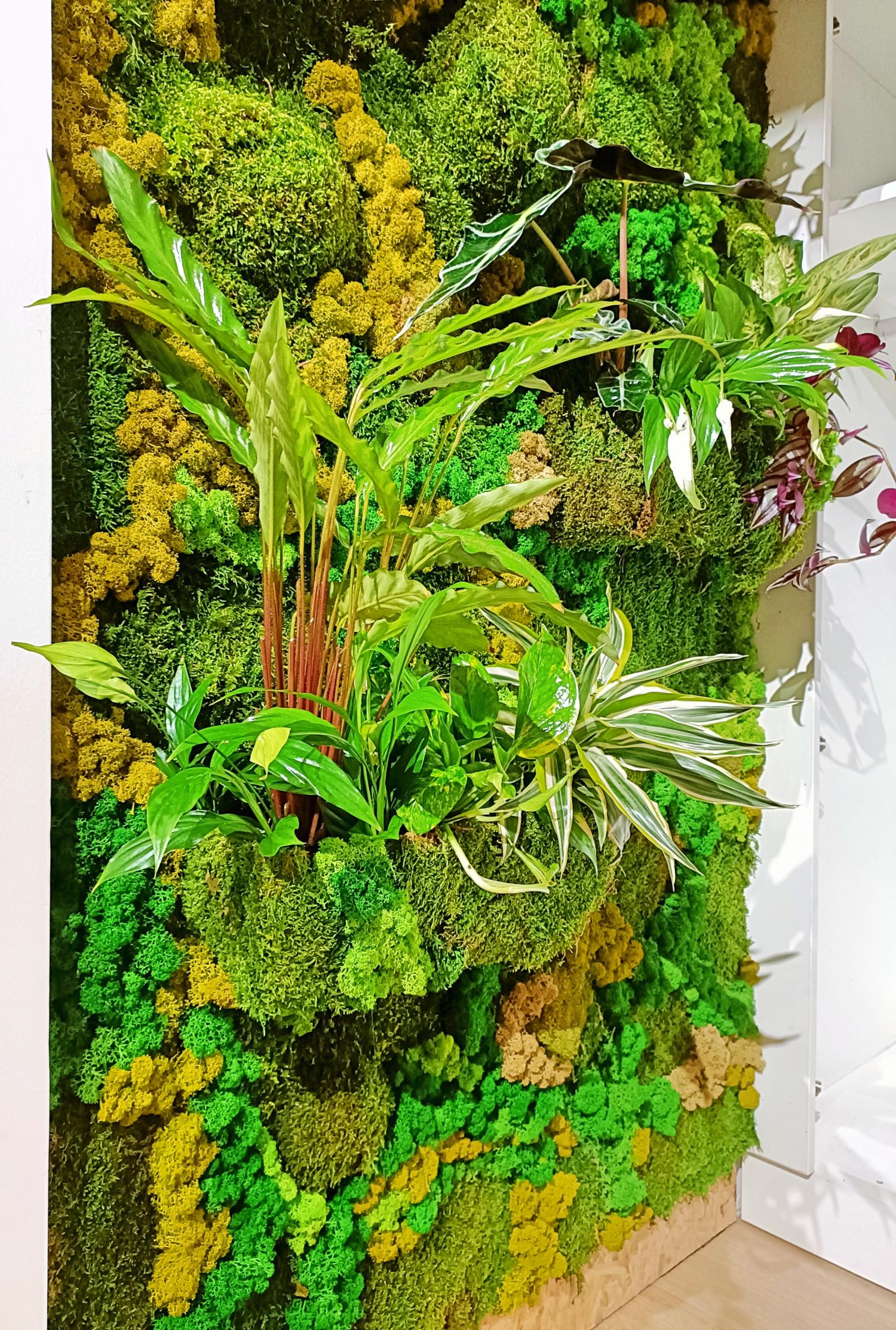 Perete vegetal decorat cu plante naturale , licheni si muschi