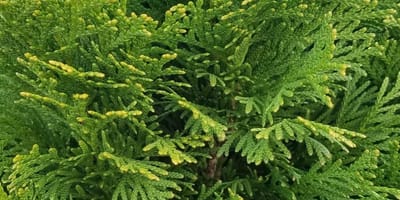 TUIA -boli si tratamente