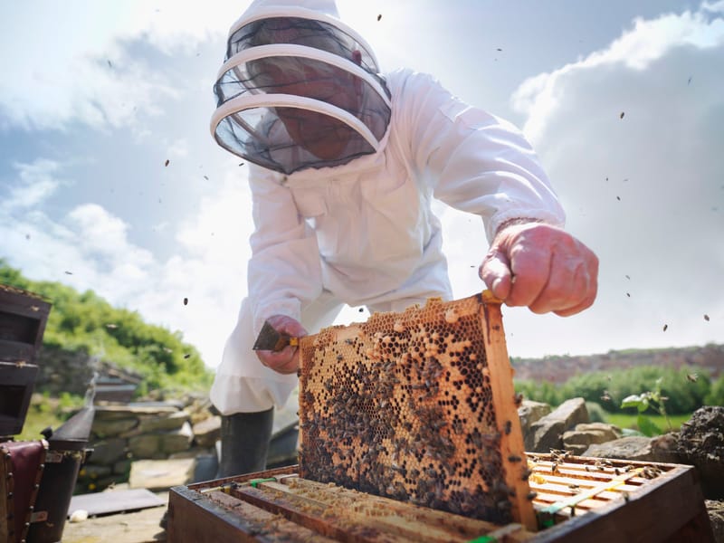 Beekeeping Services