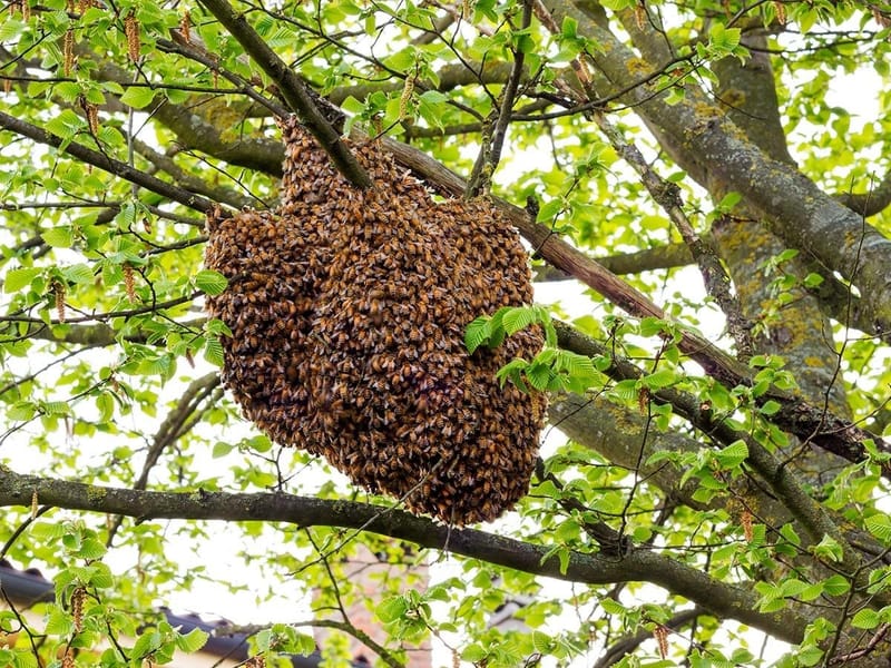 Swarm Capture & Structural Bee Removal