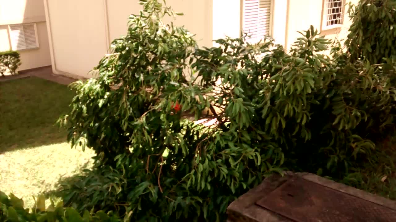 VÍDEOS CONQUISTAS DIVERSAS