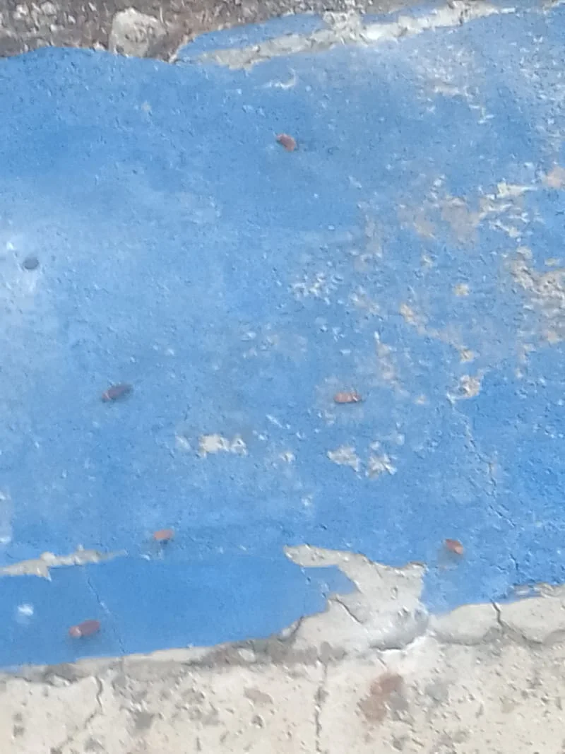 DEDETIZAÇÕES GERAIS